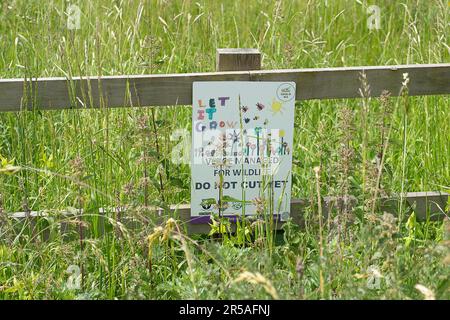 Eton, Windsor, Berkshire, Royaume-Uni. 2nd juin 2023. Il reste des verges à pousser. L'arrondissement royal de Windsor et Maidenhead ont désigné un certain nombre de zones à Eton où les gazons de graminées doivent être laissés impropres, Cependant, quelqu'un a mis de la bande mauve sur les mots « ne pas tondre » sur certains des panneaux qui signifient que les entrepreneurs Tivoli ont récemment coupé des verges qui devaient être laissés à la croissance. Habituellement, les verges sont remplis de fleurs de maïs et d'autres fleurs sauvages, ce qui constitue un habitat important pour les abeilles, les pollinisateurs, les insectes et les mammifères. L'affaire a été signalée aux conseillers locaux pour qu'ils enquêtent davantage. Crédit: M Banque D'Images