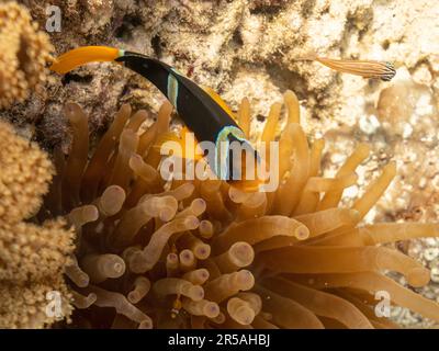 Poisson de sébae nageant au-dessus d'un anémone. Muscat, Oman. Banque D'Images