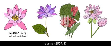 Nénuphar juillet naissance mois fleur vecteur coloré Illustration de Vecteur