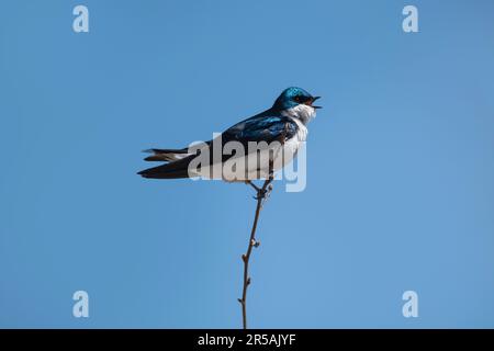 Hirondelle l'oiseau Tachycineta bicolor chantant tout en perçant sur une branche avec un ciel bleu en arrière-plan Banque D'Images
