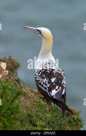 Une troisième année civile Norther Gannet à RSPB Bempton Cliffs. Banque D'Images