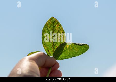 Gros plan sur les septories des feuilles de soja. Une main tient une feuille de soja à la lumière Banque D'Images