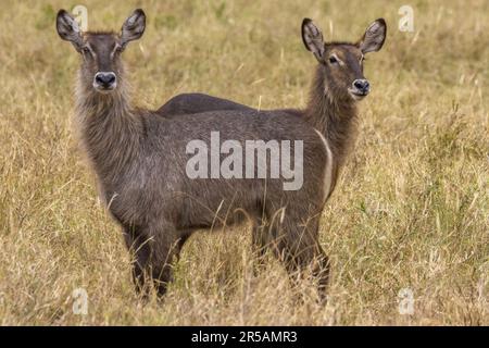 Cobe à croissant (Kobus ellipsiprymnus), Kenya, Africa Banque D'Images