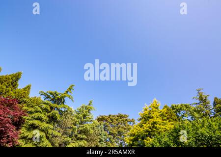 ciel bleu et une variété de nombreux arbres Banque D'Images