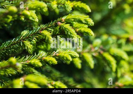 Les jeunes pousses d'épinette de printemps sur les branches de l'épinette sur fond vert naturel flou. Gros plan avec mise au point sélective Banque D'Images