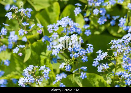 Oubliez moi non, fleurs bleues sur fond vert naturel flou, un jour ensoleillé d'été. Photo macro avec mise au point sélective douce. Myosotis est un genre de Banque D'Images