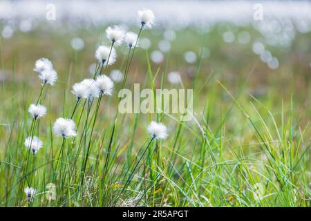 Eriophorum vaginatum est une espèce de plantes herbacées vivaces de la famille des Cyperaceae Banque D'Images