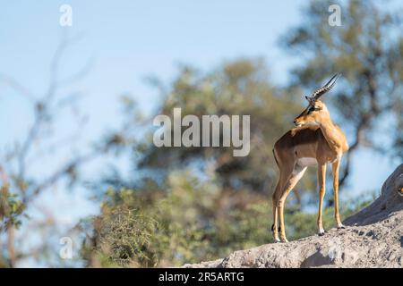 Impala buck, (Aepyceros melampus), debout sur une colline termite. Une image en vue latérale portrait. Bande de Caprivi, Namibie, Afrique Banque D'Images