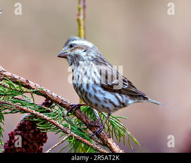 Vue latérale de la femelle de la finette pourpre perchée sur une branche de conifères avec un arrière-plan de couleur douce dans son environnement et son habitat environnant. Image de fin. Banque D'Images