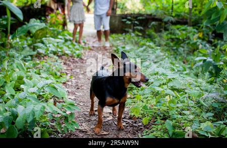 Vue à angle bas du pinsher pour animaux debout sur le sol au milieu de la pelouse et couple méconnaissable en arrière-plan Banque D'Images