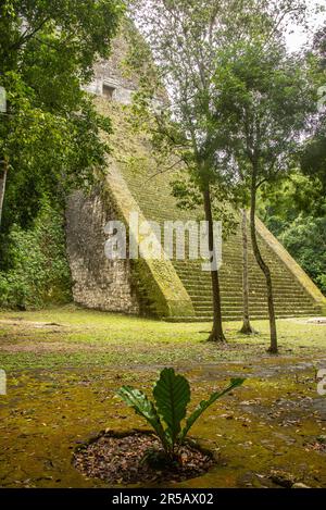 Observation du Temple V au parc national de Tikal, Petén, Guatemala Banque D'Images