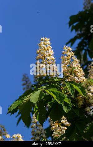 Groupe de fleurs de châtaignier blanc. Fleur de châtaignier blanche avec de minuscules fleurs tendres et de feuilles vertes. Fleur de châtaignier de cheval avec sélectif Banque D'Images