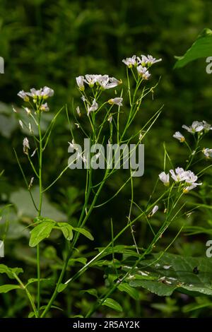 Cardamine amara, connue sous le nom de grande cresson amère. Forêt de printemps. fond floral d'une plante en fleurs. Banque D'Images