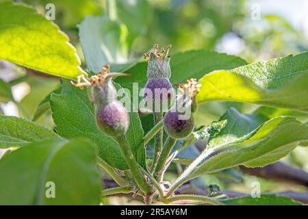 Jeunes pommes de fruits après avoir fleuri dans le jardin. Photo: Bo Arrhed Banque D'Images