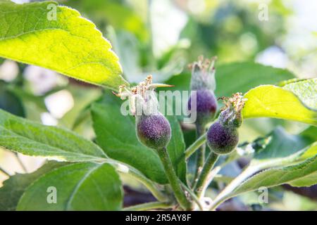 Jeunes pommes de fruits après avoir fleuri dans le jardin. Photo: Bo Arrhed Banque D'Images