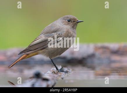 Jeune femelle Black Redstart (phoenicurus ochruros) gros plan d'oiseau perché sur un environnement humide Banque D'Images