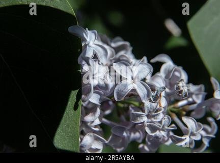 Lilas vulgaris, macro photo:Bo Arrhed Banque D'Images