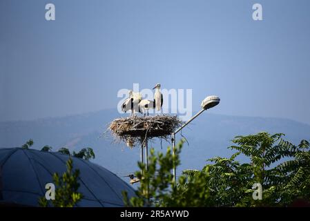 Les Stores blancs (Ciconia ciconia) nichent sur le lampadaire dans la ville de Selçuk Banque D'Images