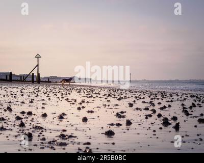 Tôt le matin sur la plage East Wittering à marée basse Banque D'Images