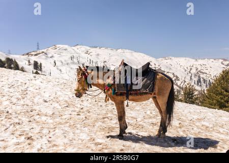 Un majestueux cheval blanc se dresse dans un terrain tranquille entouré d'une couche de neige fraîche Banque D'Images