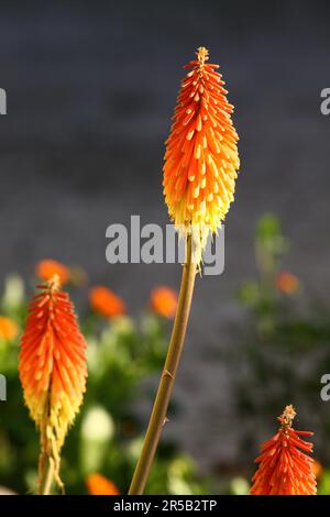 Gros plan de Kniphofia uvaria sur fond gris entouré de verdure Banque D'Images