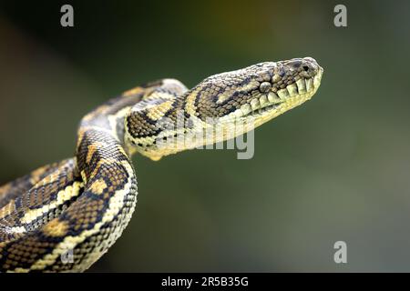 Un grand serpent à motifs jaune et noir est enroulé dans une position défensive Banque D'Images