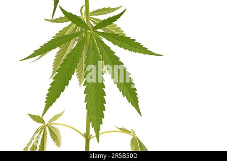 Usage médical plante de marijuana élevée dans la vue latérale du CBD isolée sur blanc. Photo haute résolution. Profondeur de champ complète. Banque D'Images