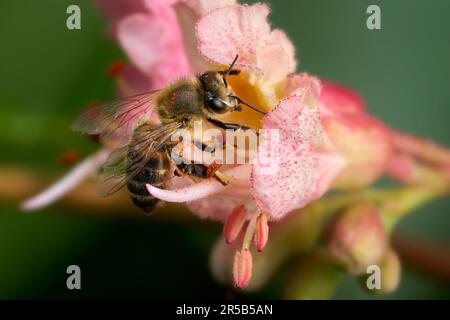 Abeille sur une belle fleur rose de châtaigne de cheval rouge Banque D'Images