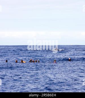 Saint-Paul, France - 07 août 2022 : vue de la baleine en direction des touristes sur l'île de la Réunion Banque D'Images