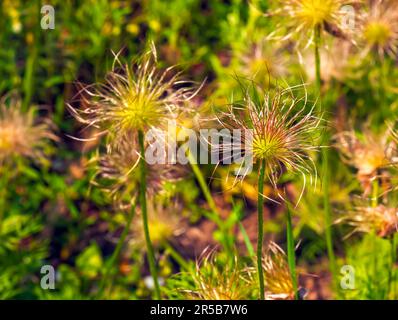 Gros plan des têtes de graines soyeuses Pulsatilla vulgaris Banque D'Images