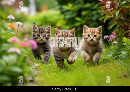 Trois adorables chatons marchent ensemble dans un jardin animé de fleurs colorées, profitant de la journée ensoleillée Banque D'Images