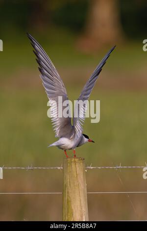 Sterne commune (Sterna hirundo) adulte avec ailes soulevées perchées après Norfolk UK GB Mai 2023 Banque D'Images