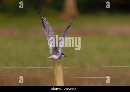 Sterne commune (Sterna hirundo) adulte avec ailes soulevées perchées après Norfolk UK GB Mai 2023 Banque D'Images