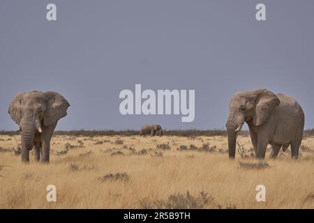 Grand éléphant d'Afrique (Loxodonta africana) mâle se nourrissant dans le paysage aride sec du parc national d'Etosha, Namibie Banque D'Images
