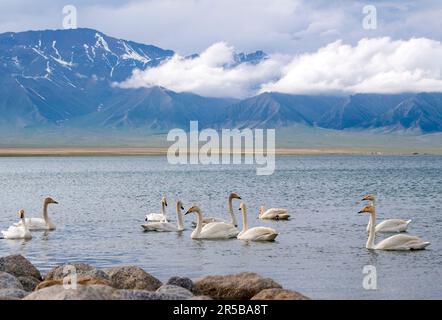 (230602) -- URUMQI, 2 juin 2023 (Xinhua) -- On voit des cygnes dans le lac Sayram, dans la région autonome de Xinjiang, au 21 mai 2023, dans le nord-ouest de la Chine. Selon des calculs complets effectués par le biais d'une plate-forme de données massives pour les statistiques touristiques et d'une enquête par sondage, de janvier à avril 2023, Xinjiang a accueilli plus de 51,19 millions de touristes, soit une augmentation annuelle de 29,56 %. Pendant ce temps, les revenus du tourisme ont atteint 42,64 milliards de yuans (environ 6,03 milliards de dollars américains), en hausse de 60,59% d'année en année. (Xinhua/Wang FEI) Banque D'Images