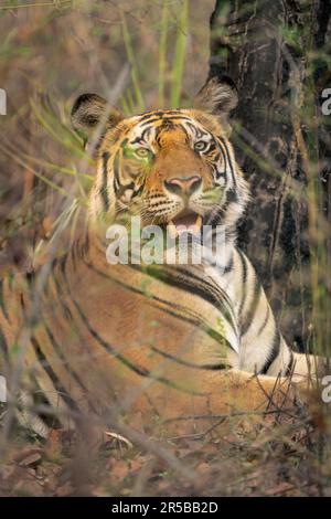 Gros plan du tigre du Bengale couché sous l'arbre Banque D'Images