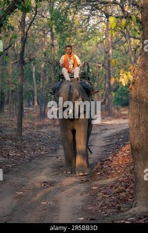 Éléphant domestique avec des stands de mahout levant le tronc Banque D'Images