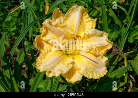 Jaune vif et couleur pêche ruffled daylily fleur en pleine fleur avec pollen au centre vue rapprochée sur une journée ensoleillée au début de l'été Banque D'Images