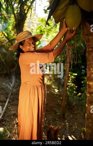 Femelle indienne aînée heureuse dans un chapeau de paille tenant une grosse noix de coco verte accrochée au palmier. Femme souriante sri-lankaise âgée se posant debout Banque D'Images