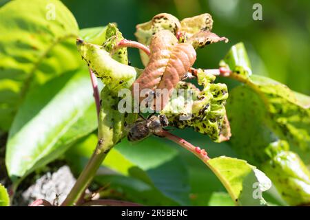 Une abeille bourdonnante et d'autres animaux nuisibles de jardin qui se frottent parmi les feuilles luxuriantes de cerisier, intrus sur les feuilles de cerisier, sud de la France Banque D'Images