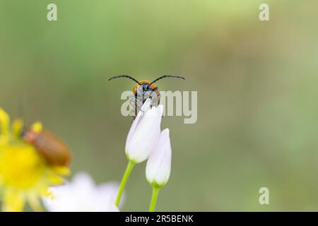 Photographie macro captivante d'Exosoma lusitanicum, ou daffodil feuilles coléoptères, en regardant l'appareil photo, présentant des détails complexes avec un BL époustouflant Banque D'Images