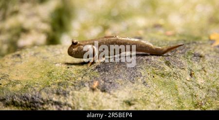 Periophthalmus barbarus rampera sur le sable et la boue et courtira lui-même et cherche un partenaire, la meilleure photo. Banque D'Images