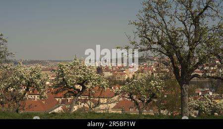 Vue panoramique sur la vieille ville de Prague depuis Petrin Hill avec ses cerisiers en fleurs. Banque D'Images