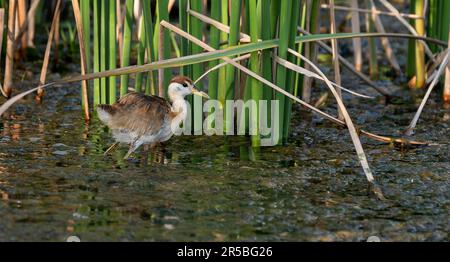 Le petit jacana (Microparra capensis) dans son habitat naturel Banque D'Images