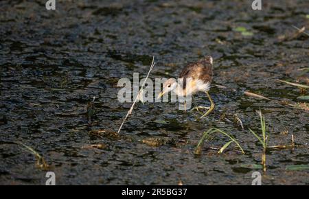 Le petit jacana (Microparra capensis) dans son habitat naturel Banque D'Images