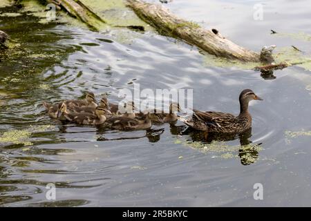 Poule sauvage de canard colvert, canard avec canetons Banque D'Images