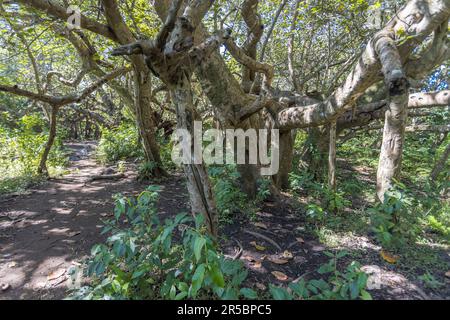 Arbre de Chilema près de Machinga, Malawi. Chilema traduit en handicapés. Le tronc principal peut difficilement être remarqué et l'arbre, avec des branches emboîtées et regardant comme une forêt couvre une distance de 200 mètres. Cet arbre est le seul spécimen de ce genre dans toute l'Afrique, selon le Département des musées et monuments. Les Yao qui habitaient autrefois dans la région, se référaient à «l'arbre déchu» comme «alosa» signifiant «alodza» dans Chichewa, ce qui se traduit par «quelque chose de mystérieux» Banque D'Images