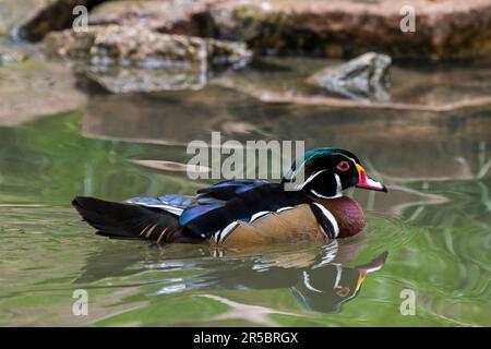 Canard de bois / canard de Caroline (Aix sponsora) mâle nageant dans le lac au printemps, perching canard indigène à l'Amérique du Nord Banque D'Images