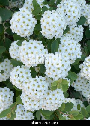 Spiraea X Vanhouttei fleurs Banque D'Images