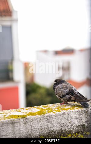 Un pigeon solitaire sur une corniche dans une zone extérieure isolée Banque D'Images